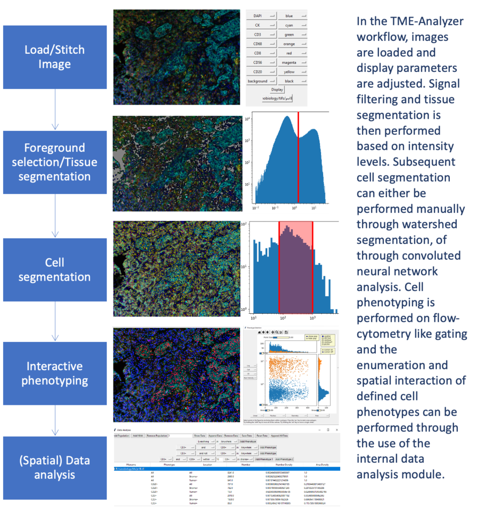 Images are loaded, tissue segmentation is performed based on general intenstiy evels, whereas cell segmentation is performed manually or through machine learning. Cell phenotyping occurs on flow-cytometry like gating and the user can then enumerate the cell numbers and quantify their spatial interactions with internal data analysis module.